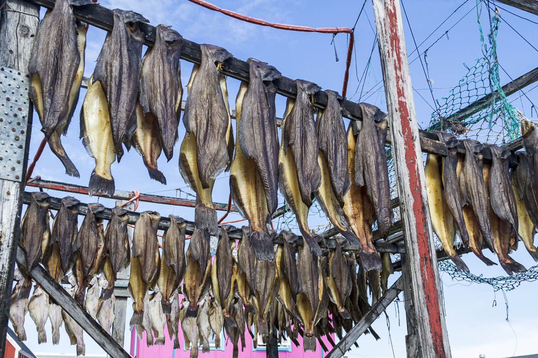 Canadian “Country Food” Lessons from Traditional Inuit Foods