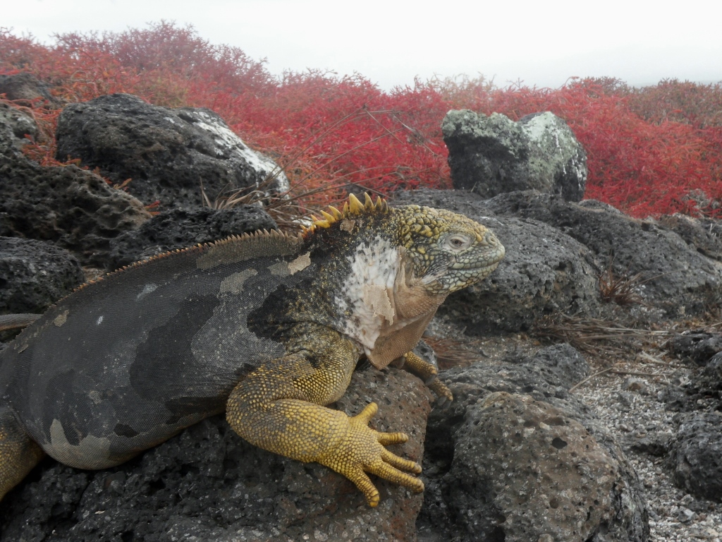 Cruise a Galapagos Paradise for Animal Watchers