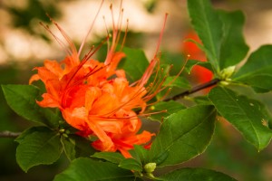 Callaway Garden Callaway Garden