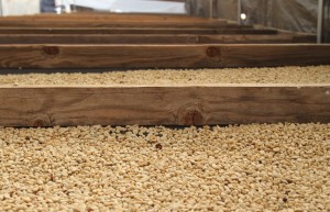 Oahu Coffee drying Oahu Coffee drying