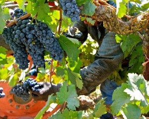 Beautiful wine grapes hanging on vine Grape growing and harvesting is a labor-intensive industry.