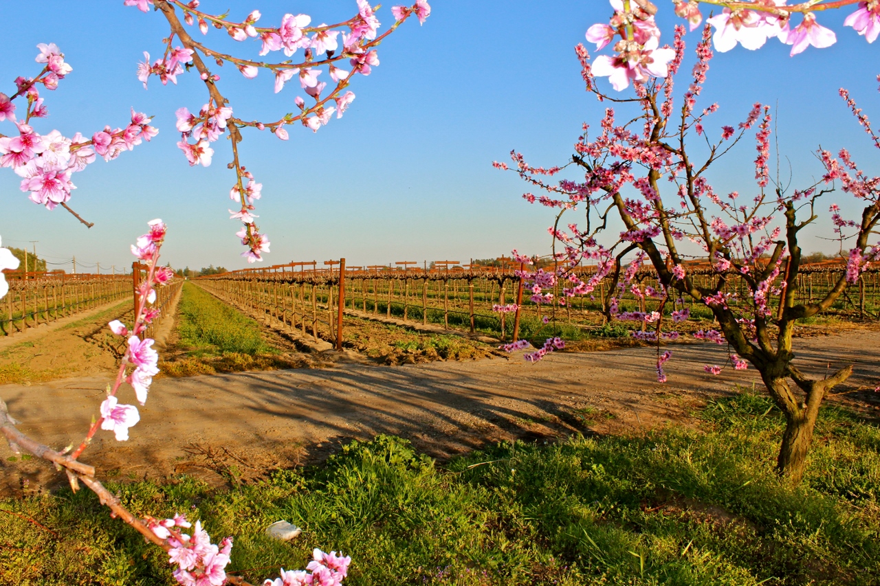 Lodi, CA Wines: Zin-fully Delicious
