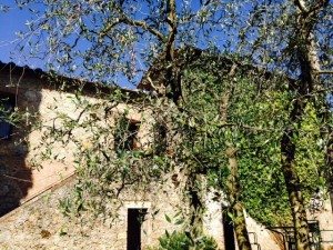 Olive tree covering view of lodging in Agritourismo The olive tree in front of my flat.
