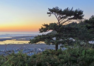 Sunset behind a tree at Kalaoch Amazing view of sunset at Kalaloch