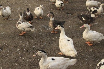 The ducks at The Basque Farm are free-range.
