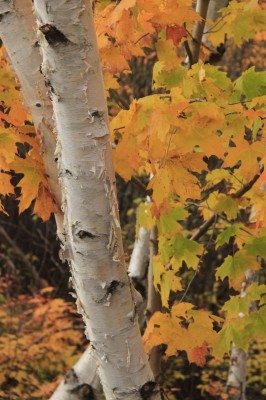 Charlevoix is famous for fall color.