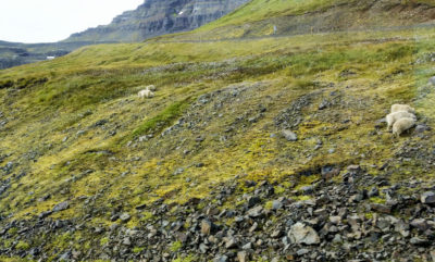 Iceland's terrain is surprisingly barren and beautiful.