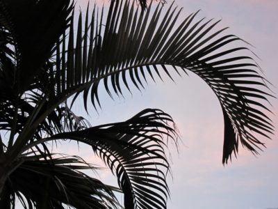 Fresh coconut makes the best coconut oil