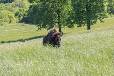 Bison roam at Dogwood Canyon Nature Park near Branson.