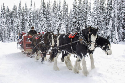 Big White horse sleigh