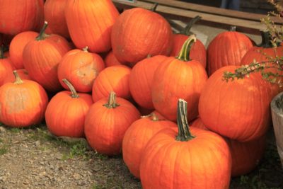 pumpkins