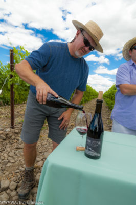 wine vineyards