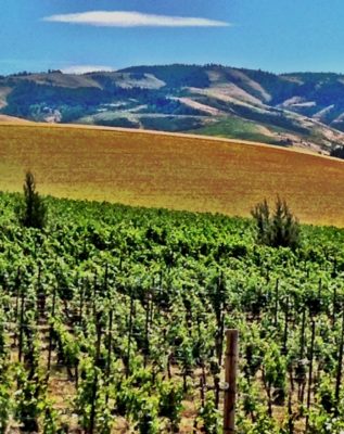 grapevines