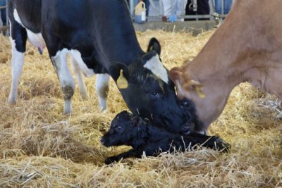 baby cow
