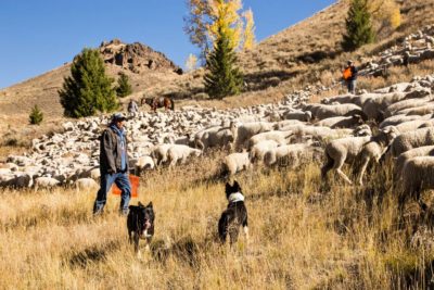 sheep and dogs