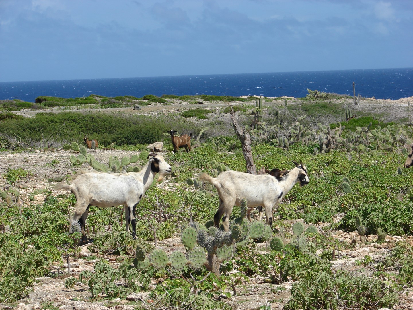 How to Make Cabrito Stoba From Aruba