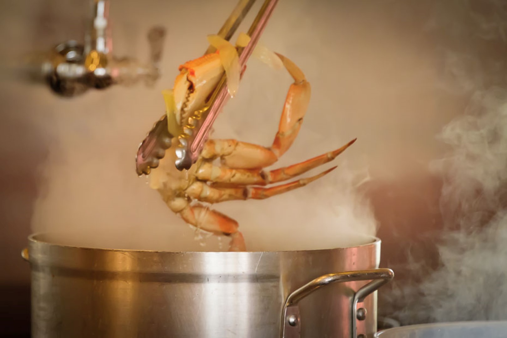 Crab coming out of the pot in Whidbey. Photo by Jack Penland.