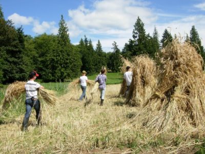 Whidbey's Rye harvest at Quail's Run Farm. photo by Patti Imes