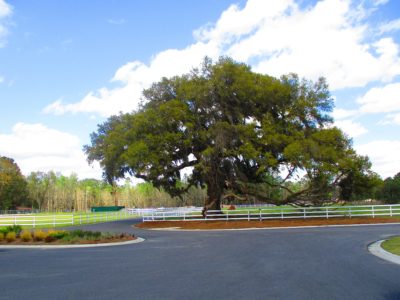 Large trees and lush grass at CreekFire Motor Ranch