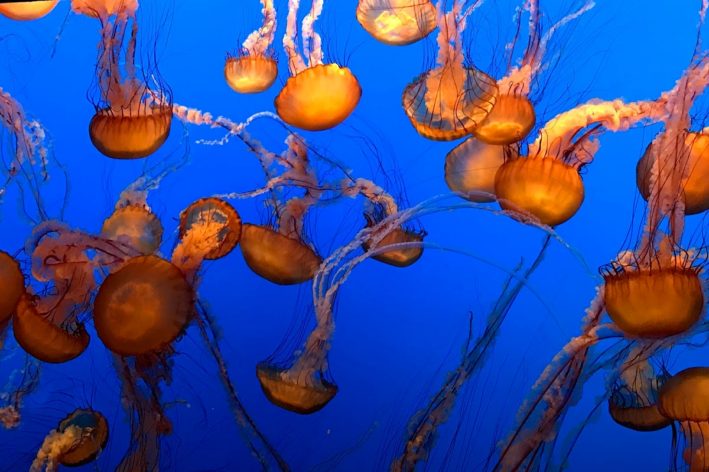 Jelly fish at the Monterey Bay Aquarium.