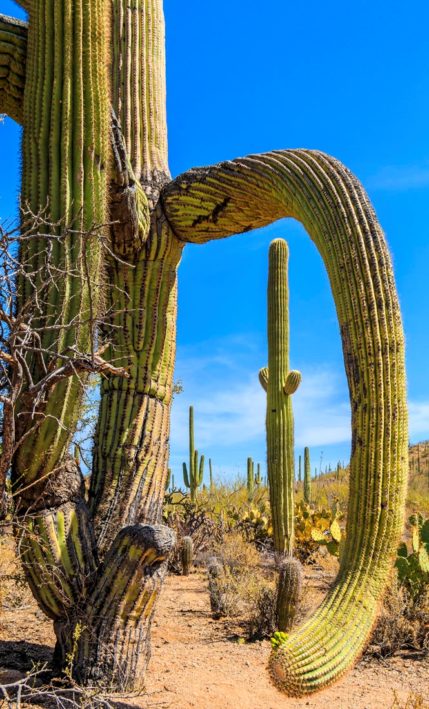 Cactus in Tucson.
