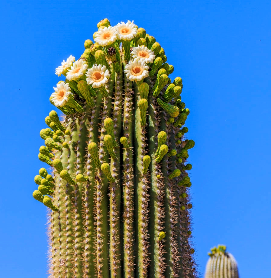 Tucson & Points South