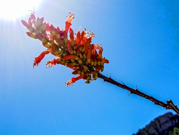 Cactus flowers in Tucson.