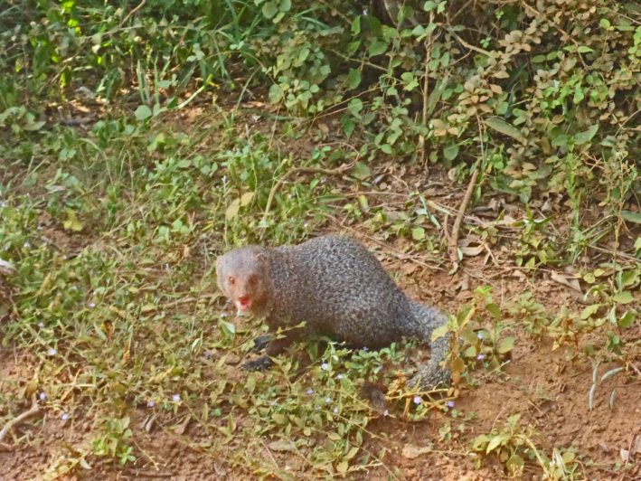 A mongoose in Sri Lanka.