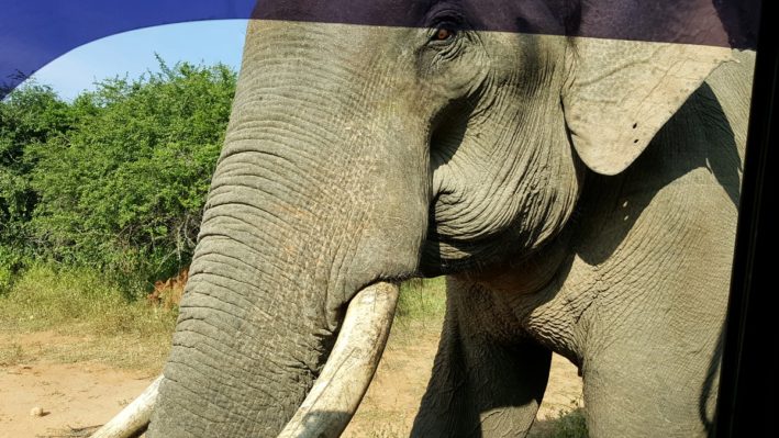 This elephant is looking for lunch in Sri Lanka.