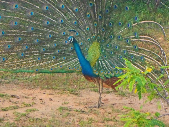 A peacock is just one of the animals seen the day a pachaderm stole lunch in Sri Lanka.
