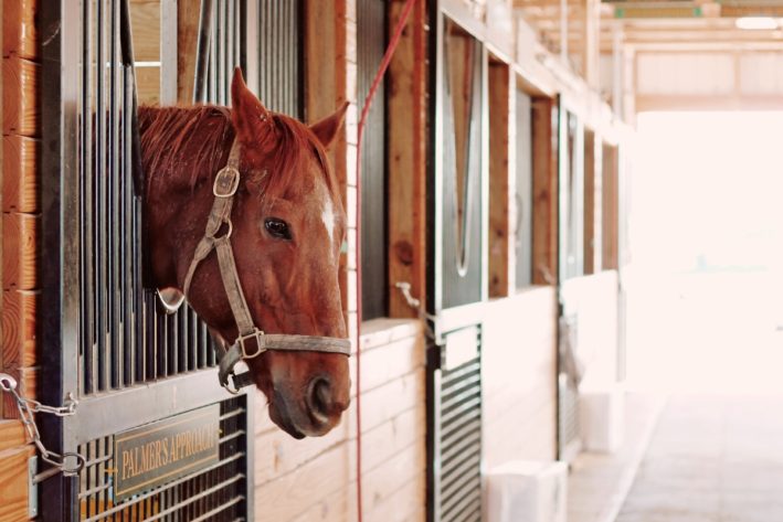 Old Friends Thoroughbred Retirement Farm - The Year of Kentucky Food