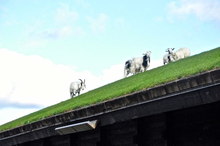 Goats on the roof at Al Johnson's Swedish Restaurant.