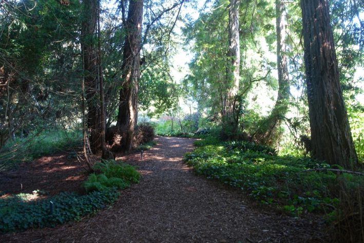 The Redwood Trail in Golden Gate Park on San Francisco Weekend Getaways.