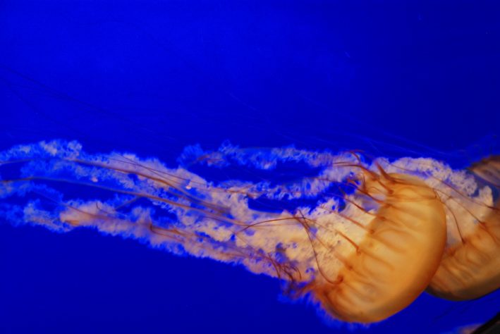 Visit the aquarium on San Francisco Weekend Getaways.