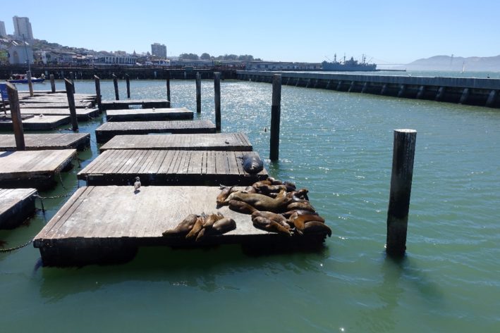 See sea lions sunning themselves on San Francisco Weekend Getaways.