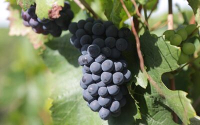 12 Top Choices in the Champagne Region