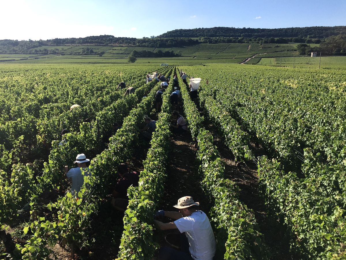 10 Reasons to Love Burgundy France