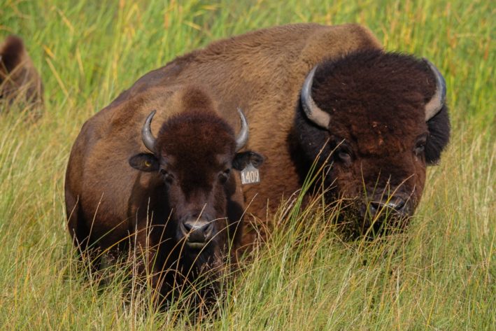 Nebraska's Great Crane Migration - See Bison, too.