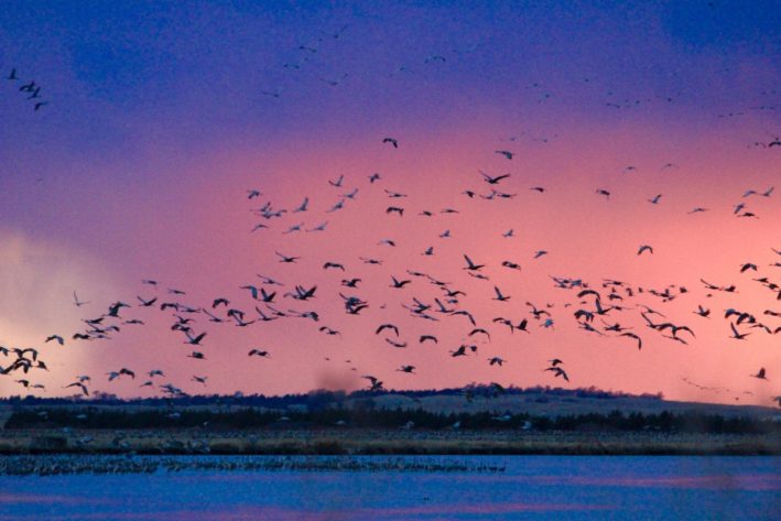 Nebraska's Great Crane Migration - Cranes at dawn Photo courtesy Crane Trust