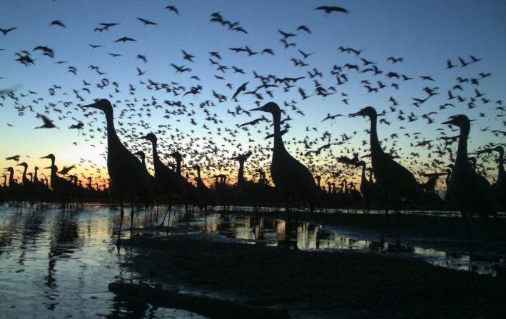 Nebraska's Great Crane Migration - cranes in flight at night.