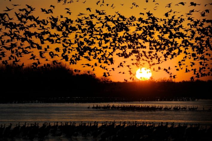 Nebraska's Great Crane Migration - at night.