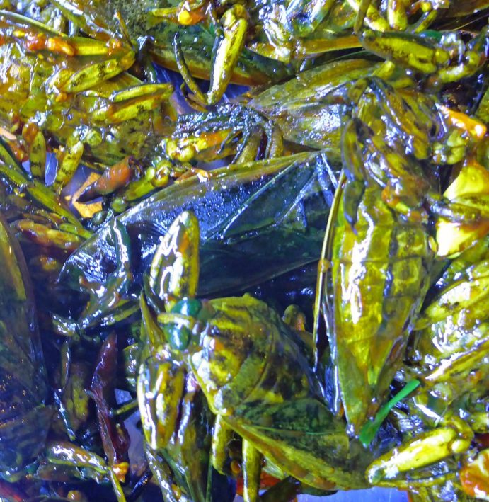 Eating bugs in Cambodia - grasshoppers in olive oil.