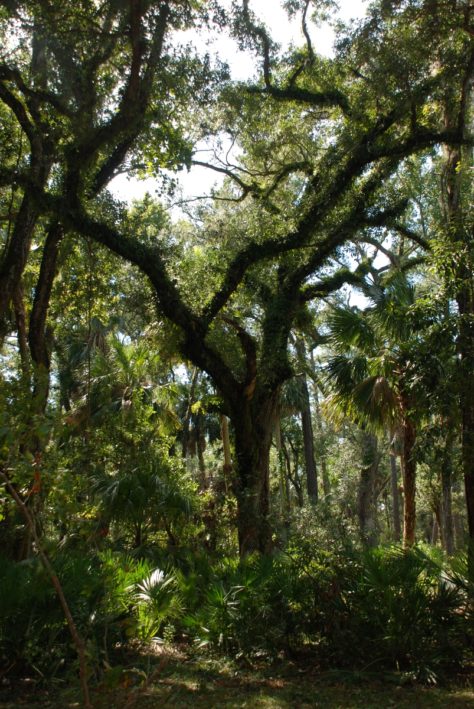 Hilton Head Island - Spanish moss.