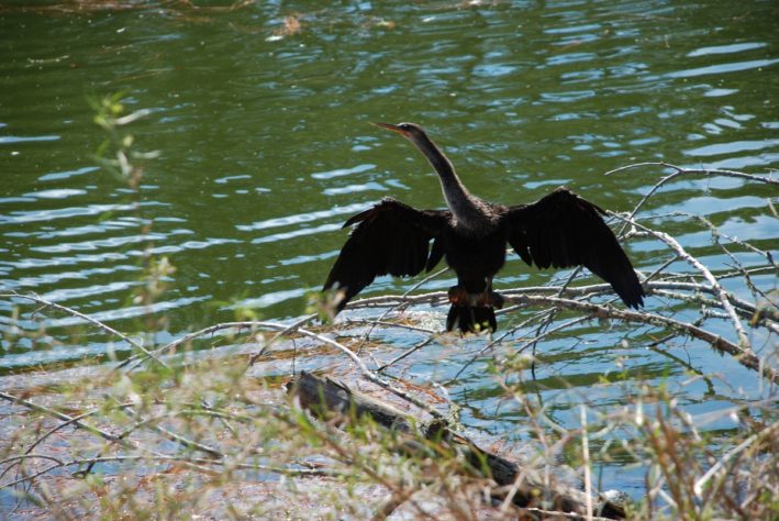 Hilton Head Island with cormorants.