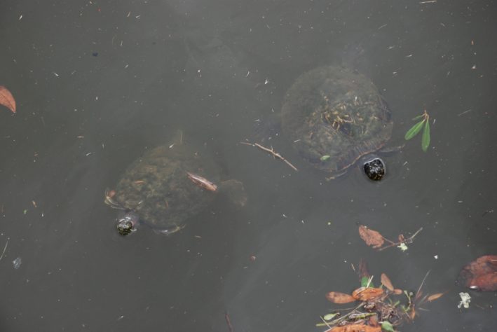 Hilton Head Island - turtles peeking out.