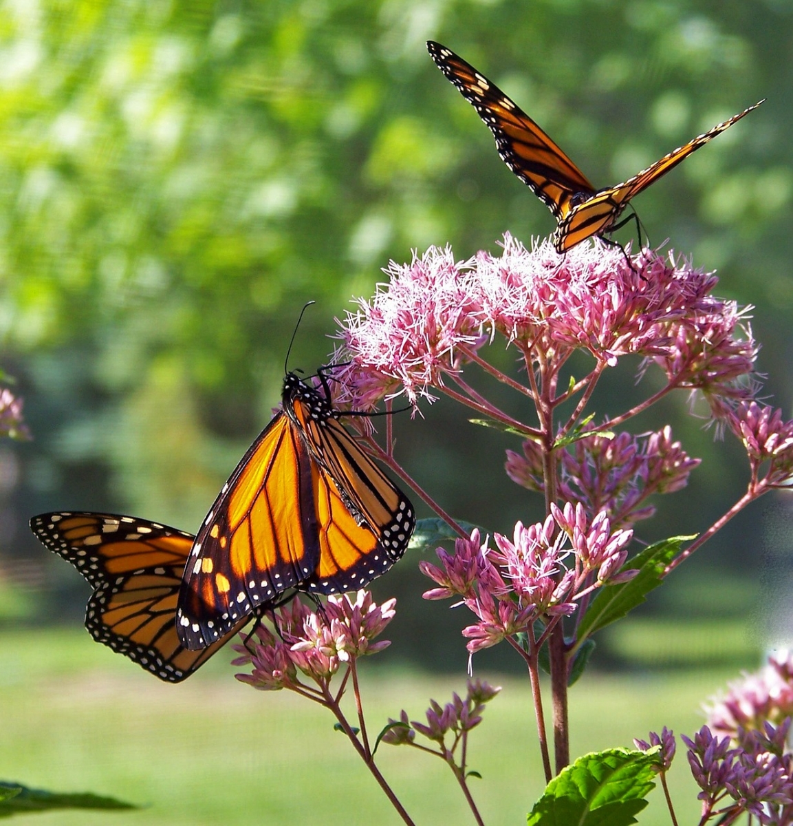 If you're lucky you'll see Monarch Butterflies in Valle de Bravo.