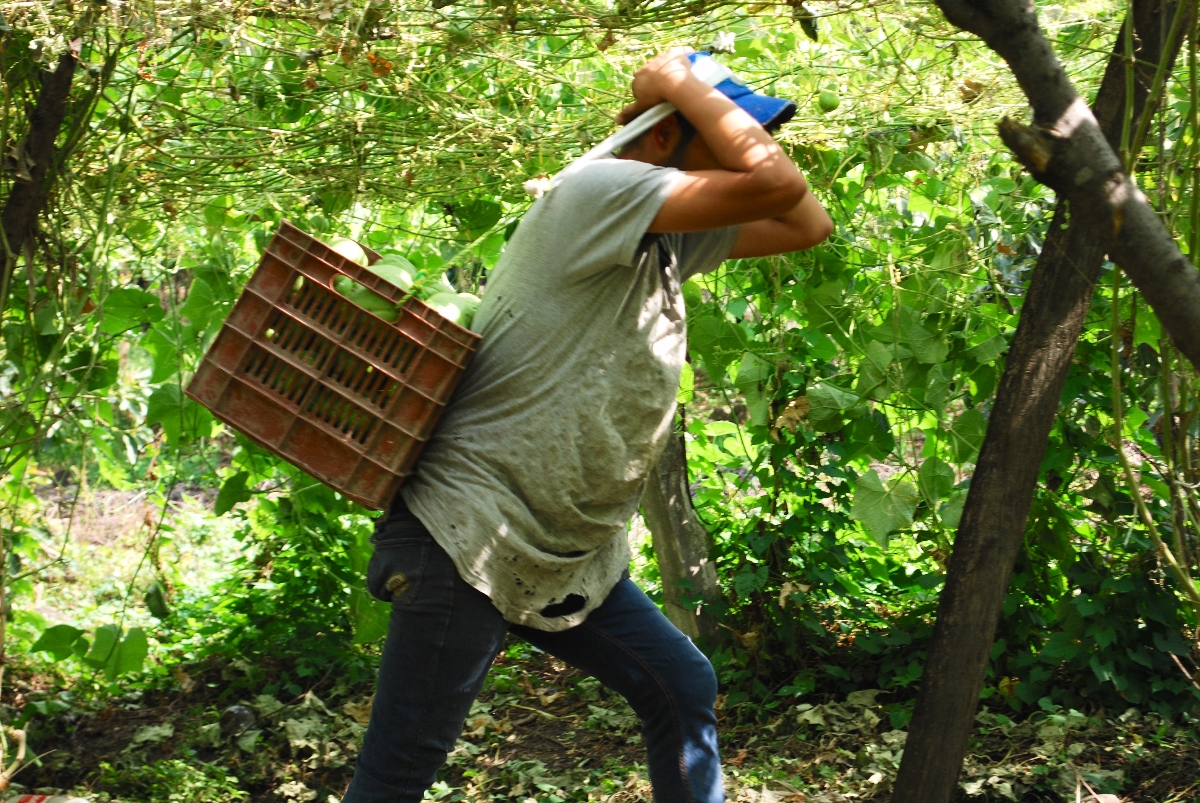 Workers harvest chayote squash by hand at rural farms in Mexico.