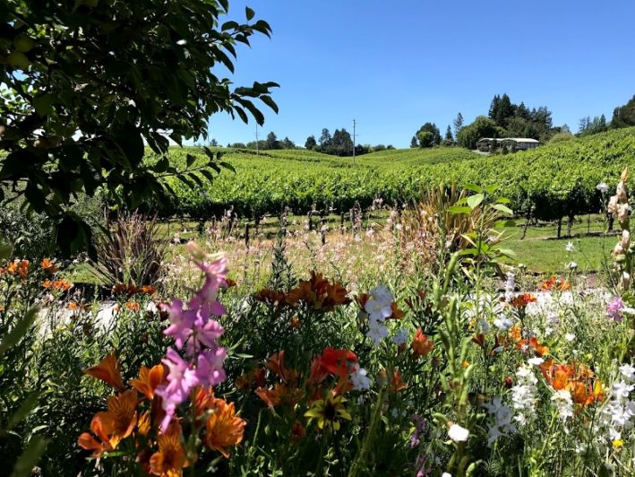 Experience Sonoma County Festivals throughout the year.