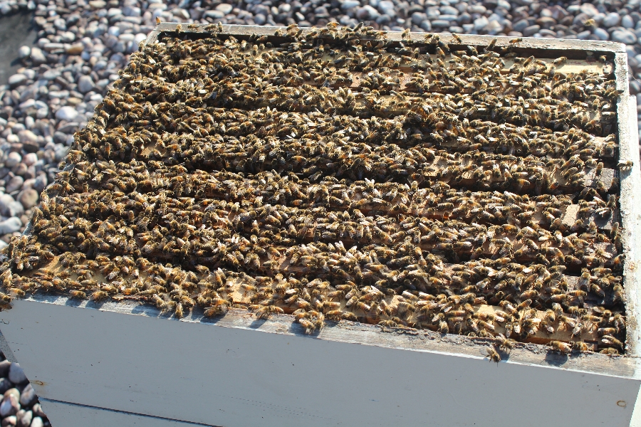 Bees in their hive on the rooftop apiary at Meadowbrook Inn.