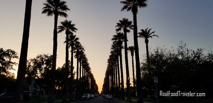 A striking row of palm trees in Scottsdale, AZ.